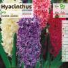 Hyacinths, Mixed