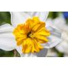 Daffodil 'Barret Browning'