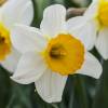 Daffodil 'Barret Browning'