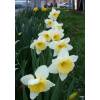 Daffodil 'Ice Follies'