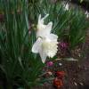 Daffodil 'Mount Hood'