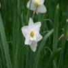 Daffodil 'Mount Hood'