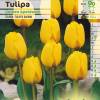 Tulip  Darwin hybrid 'Golden Apeldoorn'