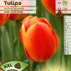 Tulip  Darwin hybrid 'Oxford Wonder'