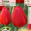 Tulip Darwin hybrid 'Parade'