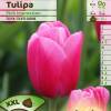 Tulip Darwin hybrid 'Pink Impression'