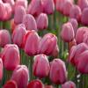 Tulip Darwin hybrid 'Pink Impression'