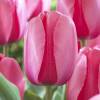 Tulip Darwin hybrid 'Pink Impression'