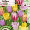 Tulip Lacy, Mixed