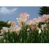 Tulip Double, Late flowering 'Finola'
