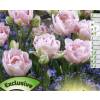 Tulip Double, Late flowering 'Finola'