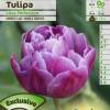 Tulip Double, Late flowering 'Lilac Perfection'