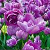 Tulip Double, Late flowering 'Lilac Perfection'