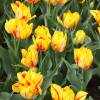 Tulip Double, Early flowering 'Monsella'