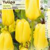 Tulip Fosteriana 'Candela'