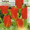 Tulip Fosteriana 'Madame Lefevre' (Red Emperor)