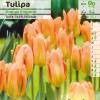 Tulip Fosteriana 'Orange Emperor'