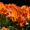 Tulip Fosteriana 'Orange Emperor'