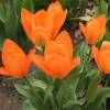 Tulip Fosteriana 'Orange Emperor'