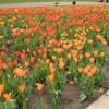 Tulip Fosteriana 'Orange Emperor'