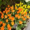 Tulip Fosteriana 'Orange Emperor'