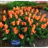 Tulip Fosteriana 'Orange Emperor'