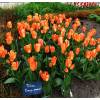 Tulip Fosteriana 'Orange Emperor'