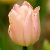 Tulip Early flowering 'Abricot Beauty'