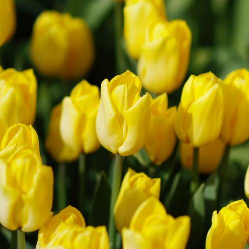 Tulip Early flowering 'Yokohama' buy Tulip Early flowering 'Yokohama'