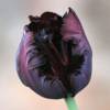 Tulip Parrott 'Black Parrot'