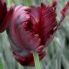 Tulip Parrott 'Black Parrot'