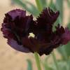 Tulip Parrott 'Black Parrot'