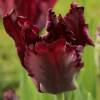 Tulip Parrott 'Black Parrot'