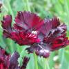 Tulip Parrott 'Black Parrot'