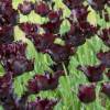 Tulip Parrott 'Black Parrot'