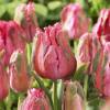 Tulip Parrott  'Fantasy'