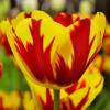 Tulip Late flowering 'Helmar'