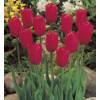 Tulip Late flowering 'Kingsblood'