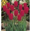 Tulip Late flowering 'Kingsblood'