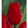 Tulip Late flowering 'Kingsblood'