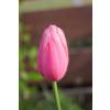 Tulip Late flowering 'Menton'