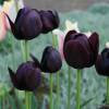 Tulip Late flowering 'Queen of the Night'