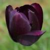 Tulip Late flowering 'Queen of the Night'