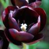Tulip Late flowering 'Queen of the Night'