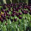 Tulip Late flowering 'Queen of the Night'