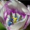 Tulip Late flowering 'Shirley'