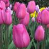 Tulip Triumph 'Don Quixote'