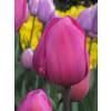 Tulip Triumph 'Don Quixote'