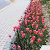 Tulip Triumph 'Don Quixote'