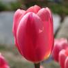 Tulip Triumph 'Don Quixote'